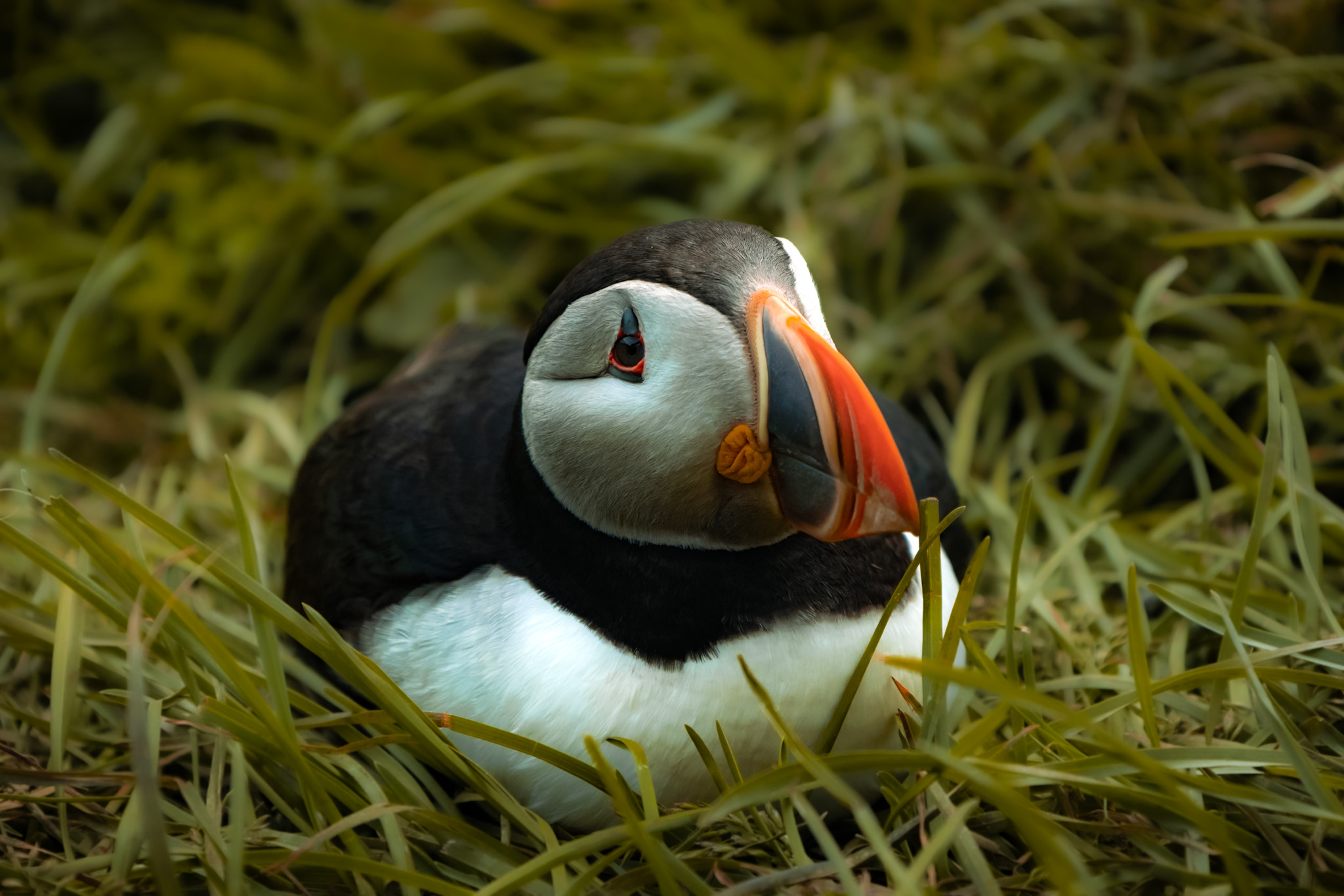 maskonury, puffiny, puffins, Borgarfjordur eystri - Islandia w tydzień