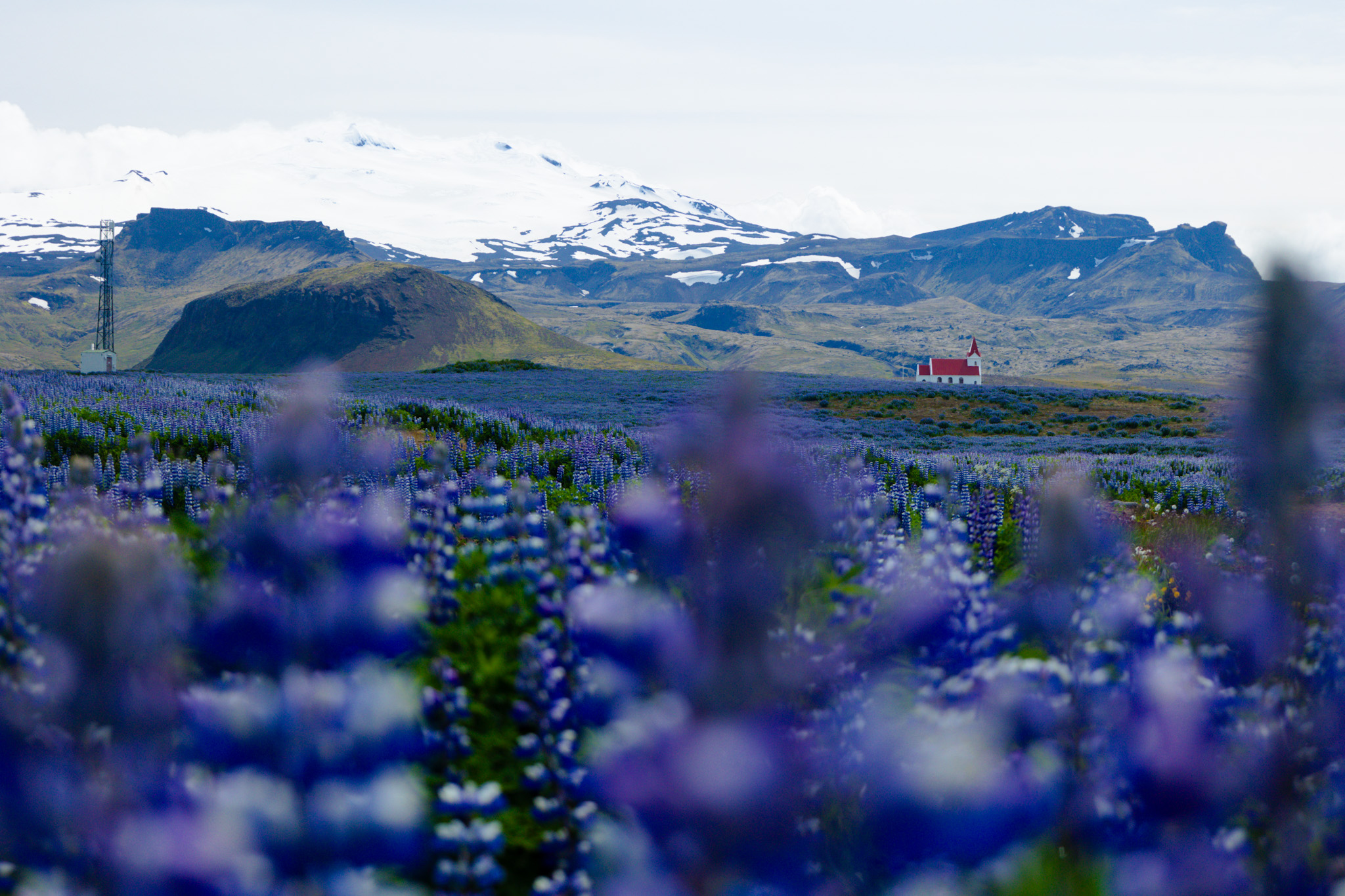 pola łubinów, Hellissandur - Islandia w tydzień