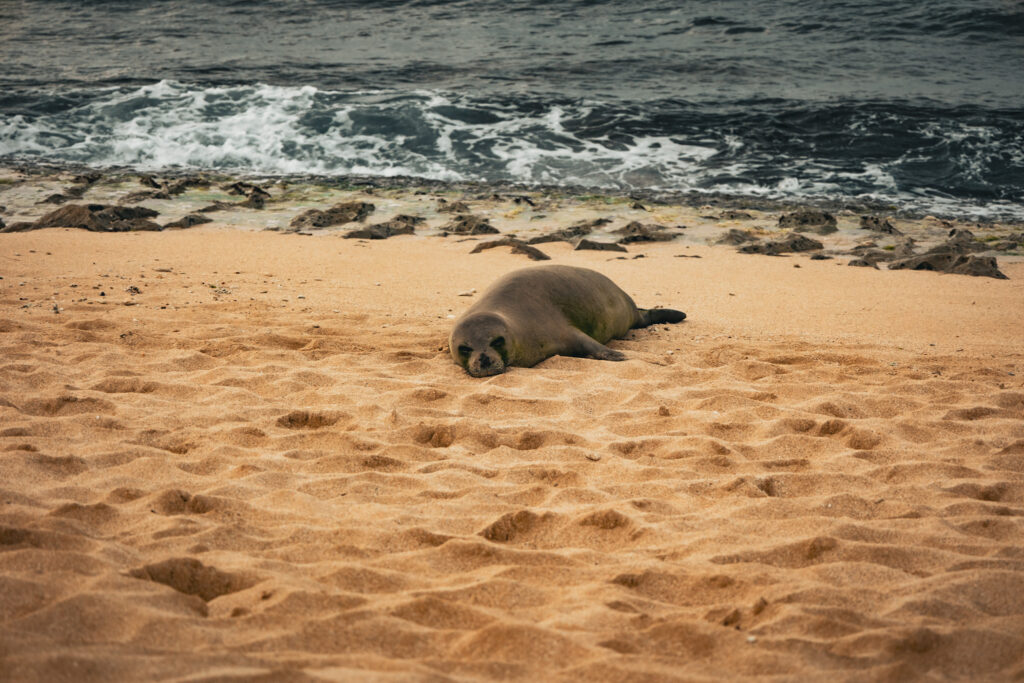 plaża Laniakea beach, foki, żółwie morskie, Hawaje - Oahu w 7 dni