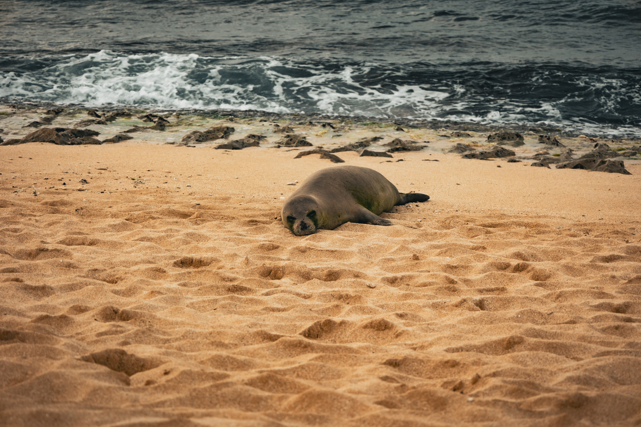 plaża Laniakea beach, foki, żółwie morskie, Hawaje - Oahu w 7 dni